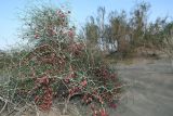 Calligonum setosum