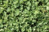 Alchemilla micans