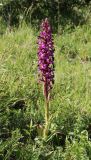Himantoglossum formosum. Цветущее растение. Дагестан, окр. пос. Дубки, поляна среди грабово-букового леса. 21.06.2023.