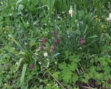 Fritillaria meleagris