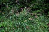 Miscanthus sinensis