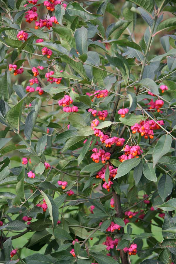 Image of Euonymus europaeus specimen.