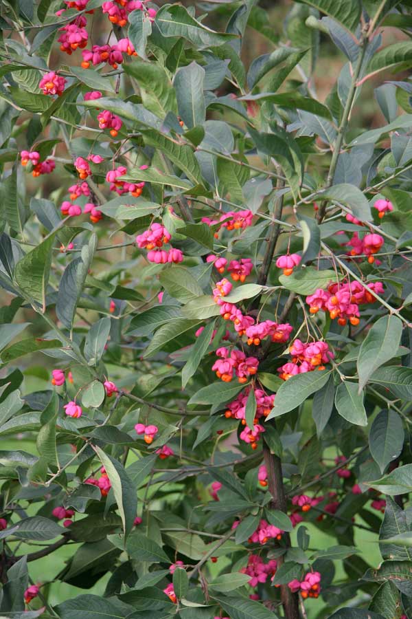 Изображение особи Euonymus europaeus.