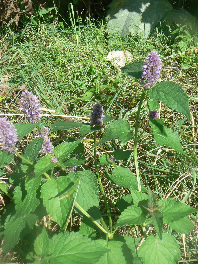 Image of Agastache rugosa specimen.