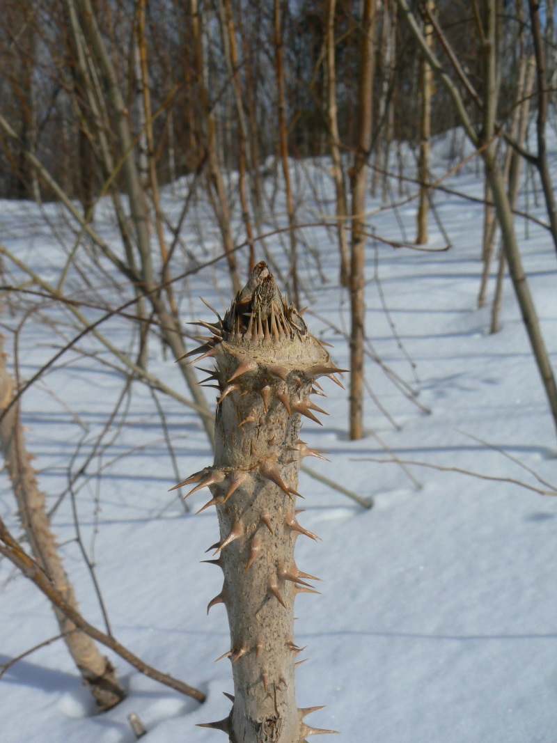 Image of Aralia elata specimen.