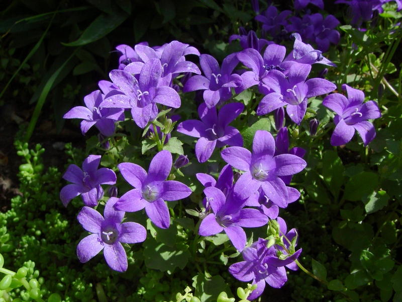 Image of Campanula garganica specimen.