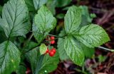 Rubus saxatilis