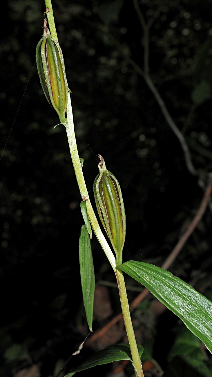 Image of Epipactis helleborine specimen.