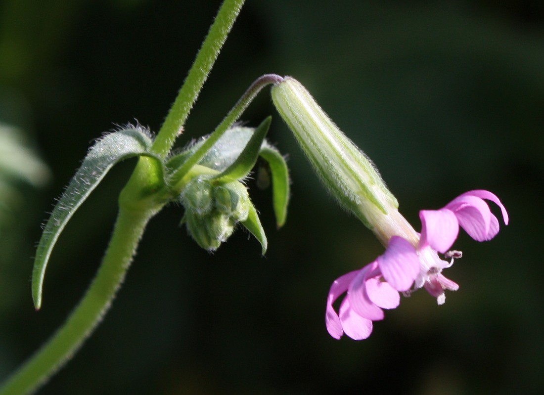 Изображение особи Silene colorata.