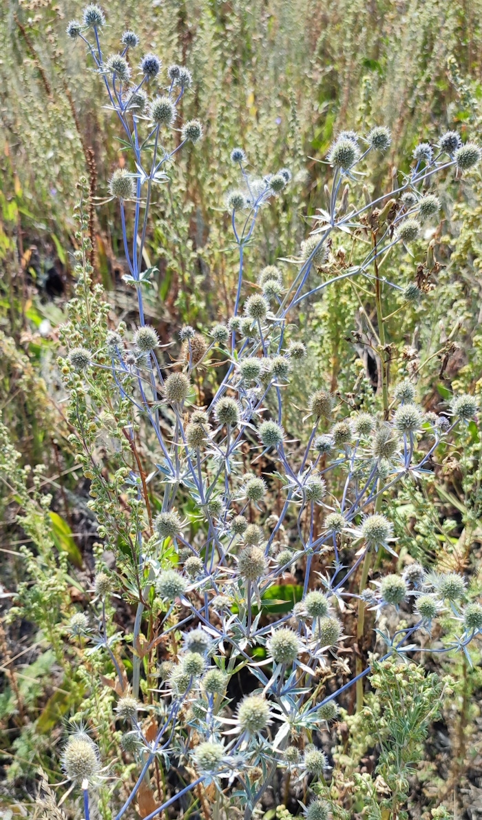 Image of Eryngium planum specimen.