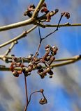 Hovenia dulcis
