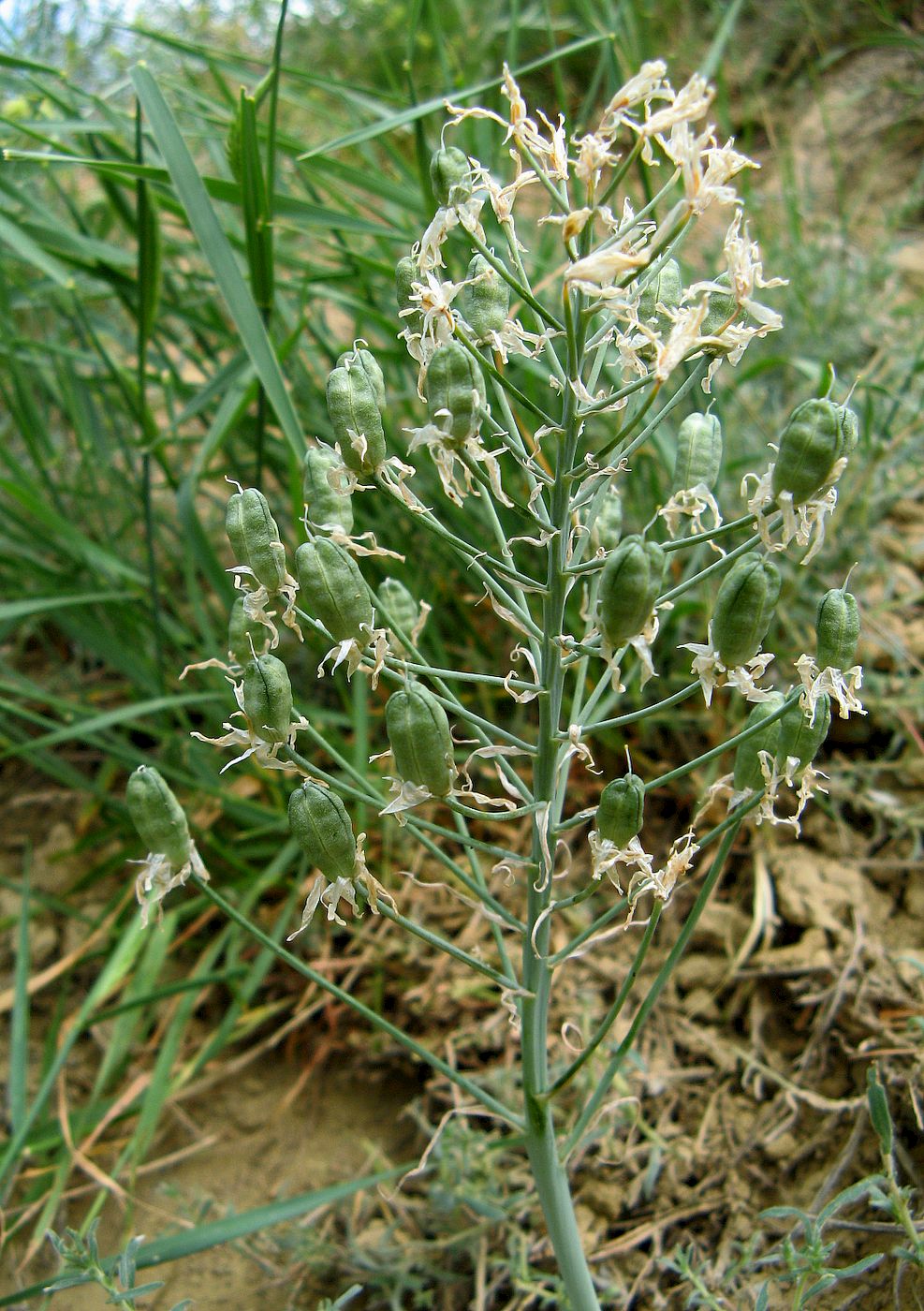 Image of Ornithogalum amphibolum specimen.