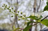 Padus avium subspecies pubescens. Соцветие. Приморский край, Уссурийский гор. округ, окр. с. Монакино, широколиственный лес на небольшой сопке. 09.05.2025.