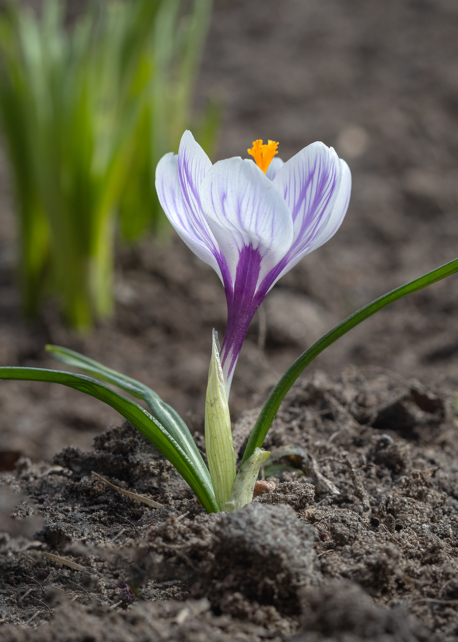 Изображение особи Crocus vernus.