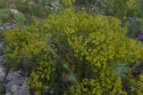 род Euphorbia. Цветущие растения. Грузия, край Самцхе-Джавахети, окраина с. Тмогви, берег оз. Цунда. 17 мая 2025 г.