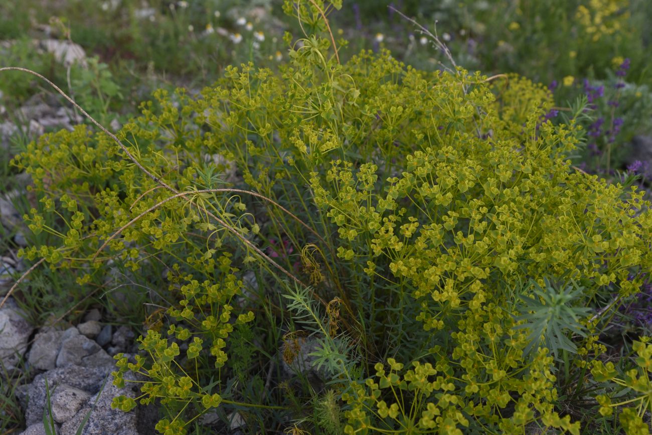 Image of genus Euphorbia specimen.