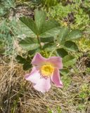 Rosa pulverulenta. Цветок и листья. Карачаево-Черкесия, Зеленчукский р-н, гора Джангур, ≈ 1500 м н.у.м., задернованная скальная полка. 04.06.2025.