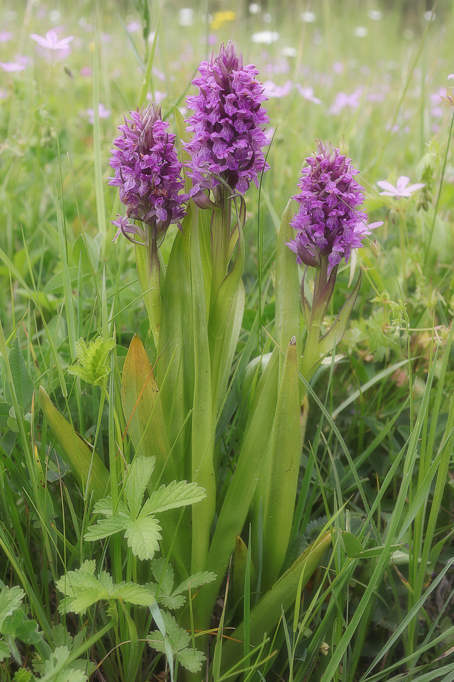 Image of Dactylorhiza incarnata specimen.