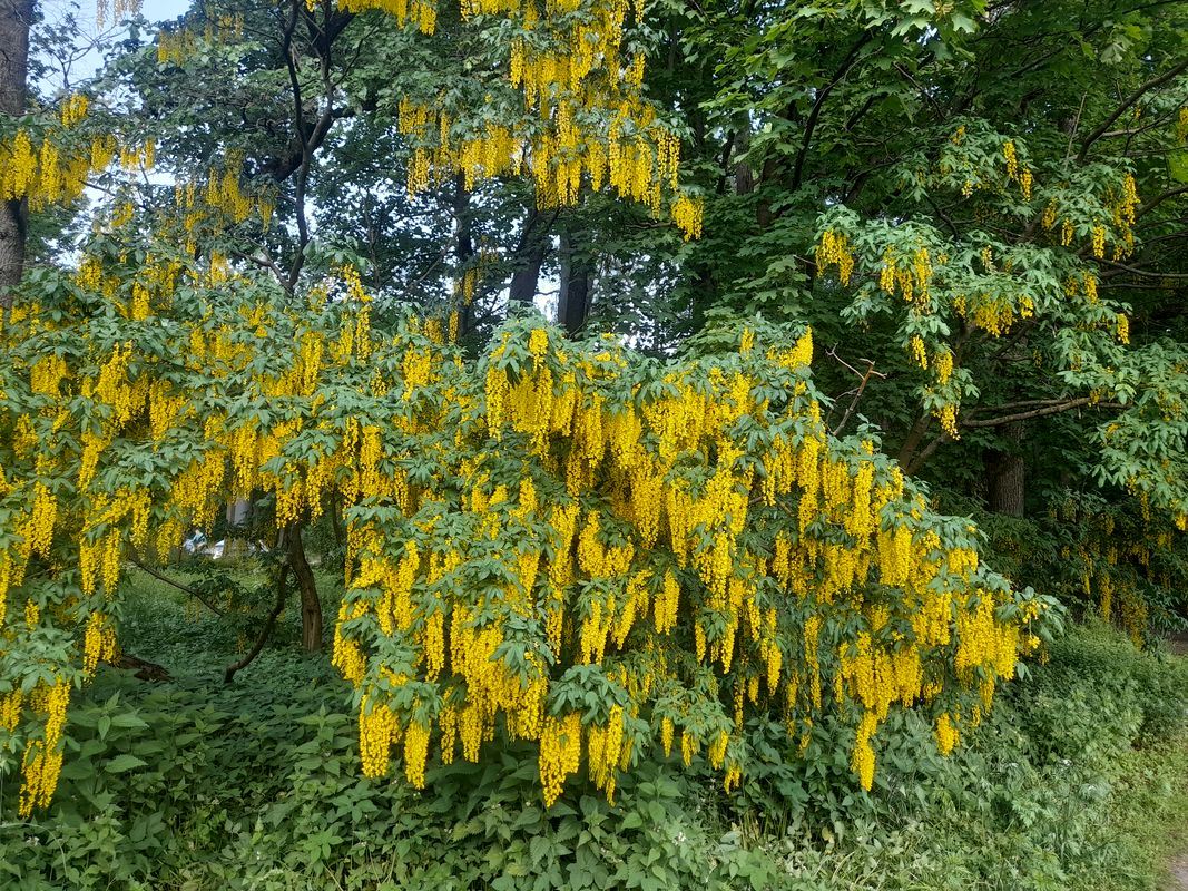 Image of Laburnum anagyroides specimen.