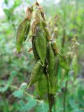 Astragalus frigidus