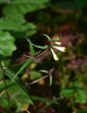 Melampyrum pratense