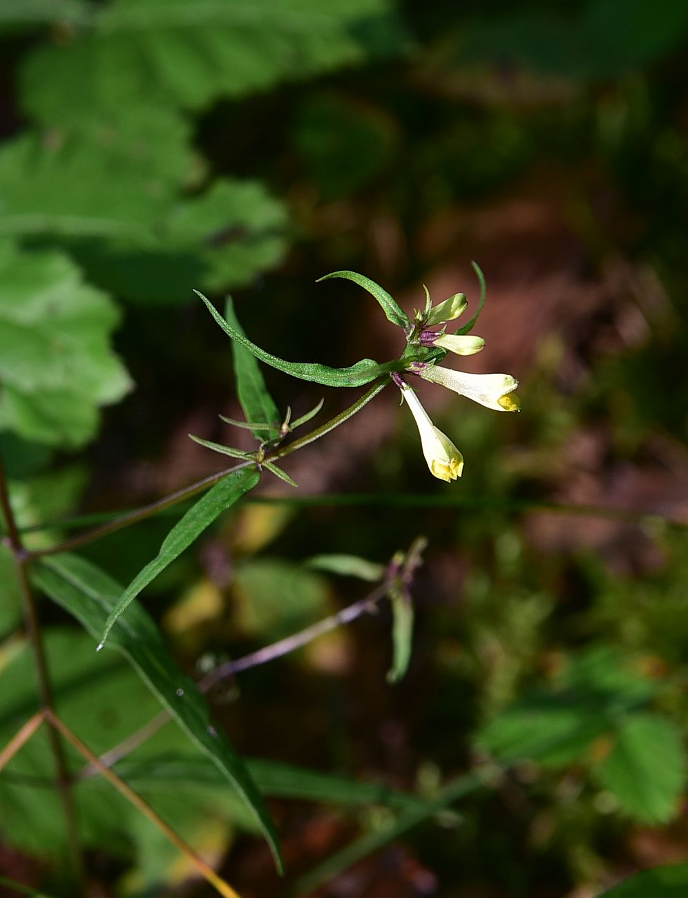 Image of Melampyrum pratense specimen.