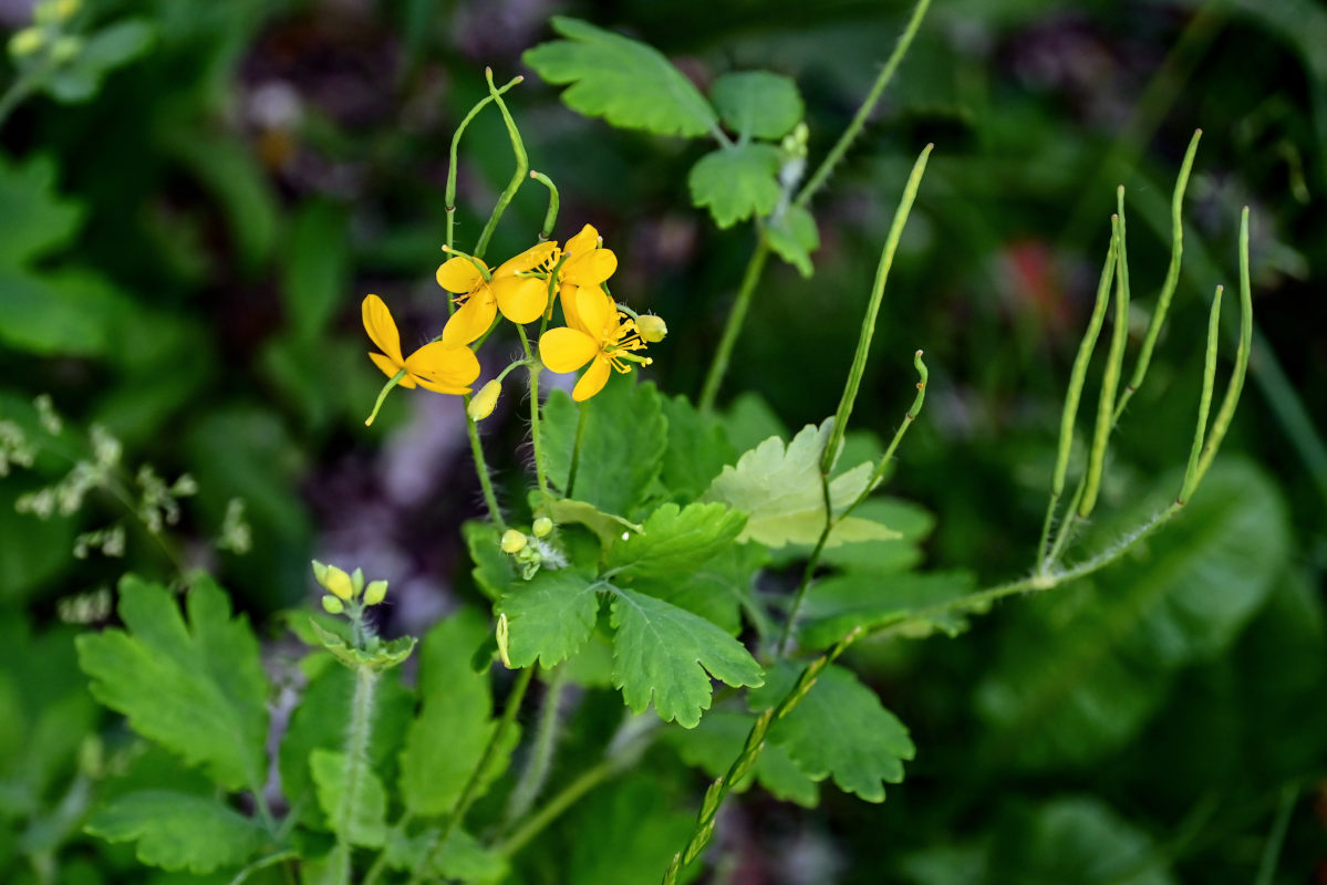Image of Chelidonium majus specimen.