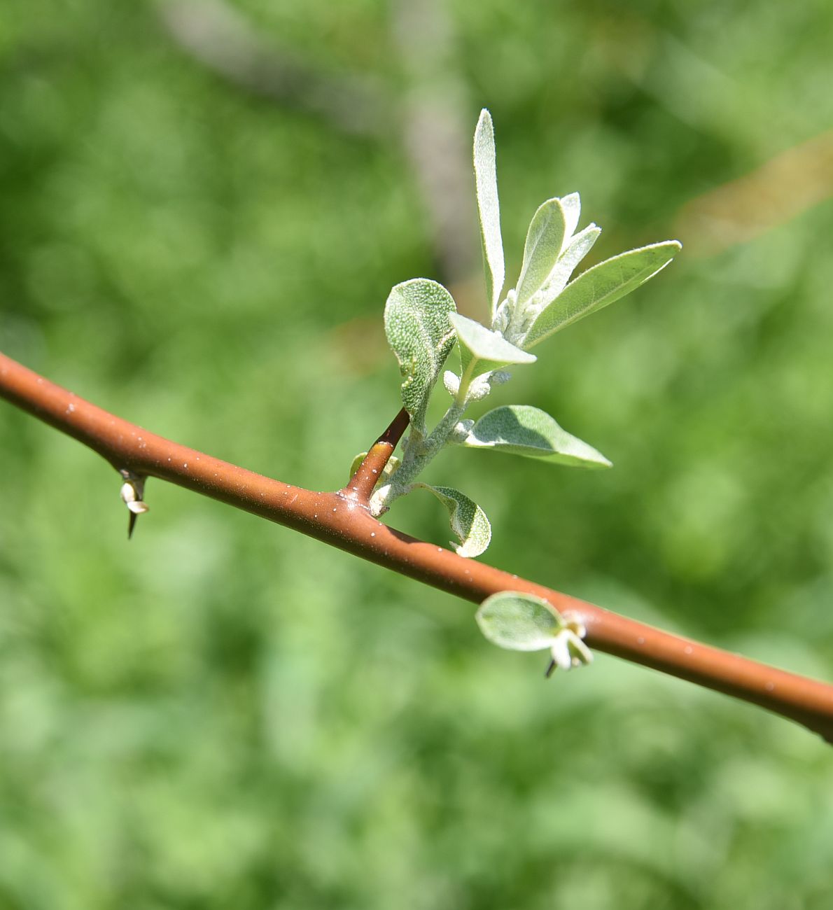 Image of Elaeagnus angustifolia specimen.