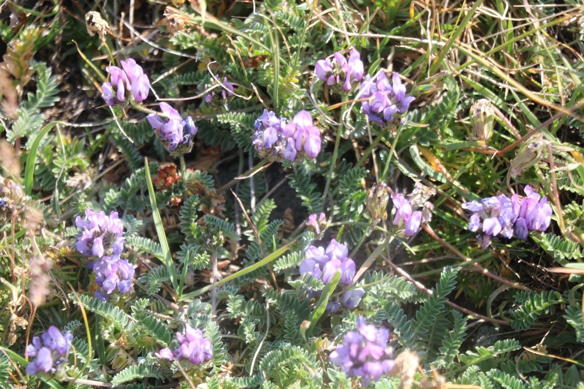 Image of Astragalus gezeldarensis specimen.
