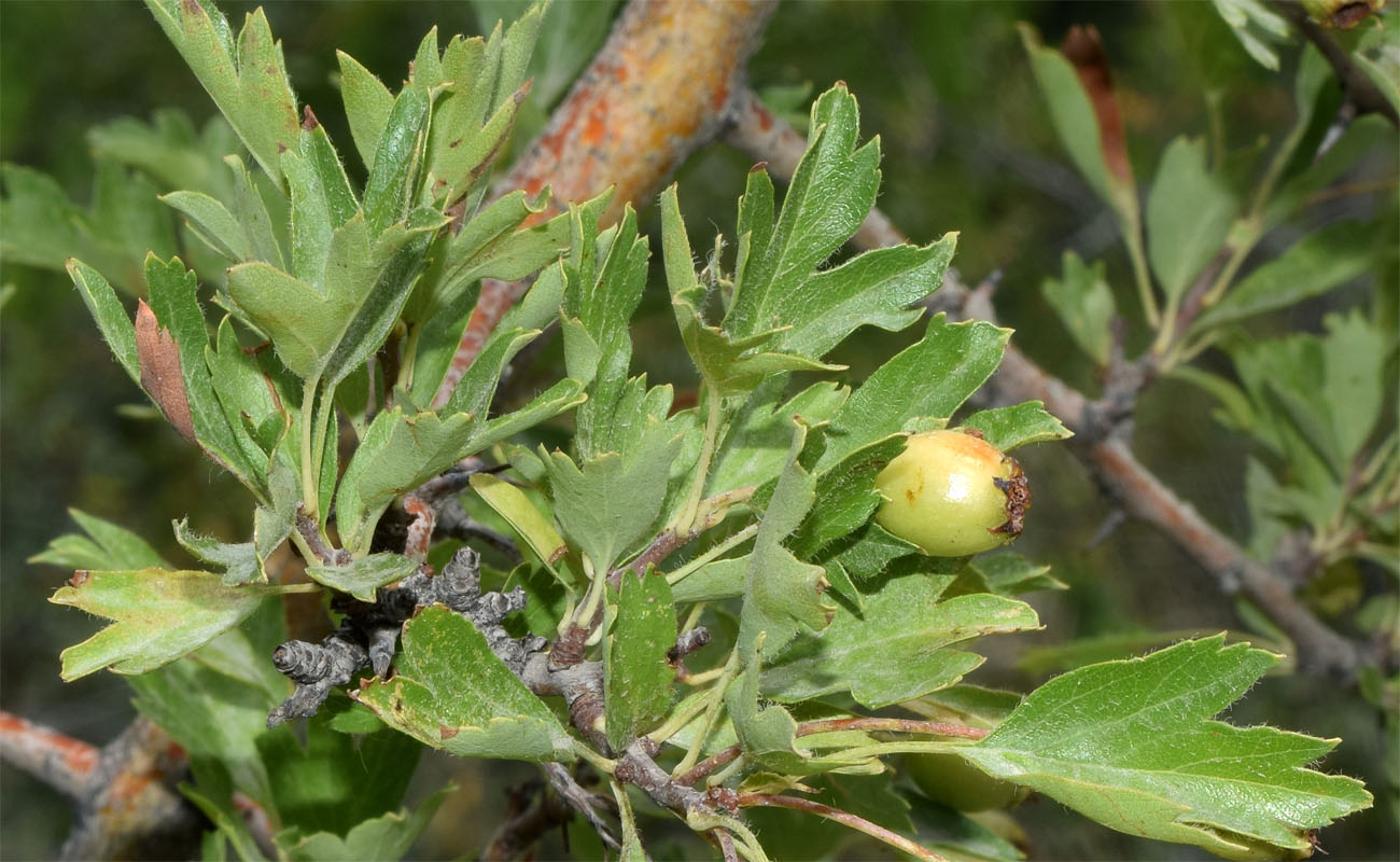 Изображение особи Crataegus turkestanica.