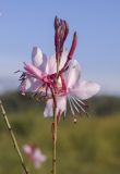 Gaura lindheimeri
