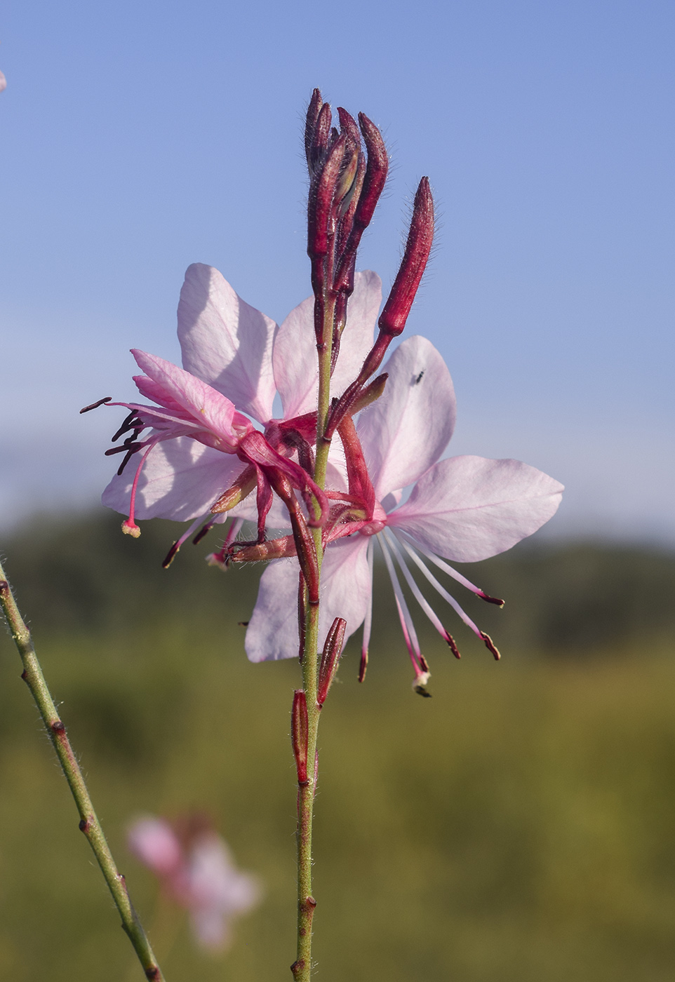 Image of Gaura lindheimeri specimen.