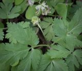 Anemone ranunculoides. Плод и листья. Пермский край, г. Пермь, Свердловский р-н, м-н Липовая Гора, сырой хвойный лес. 25.05.2025.