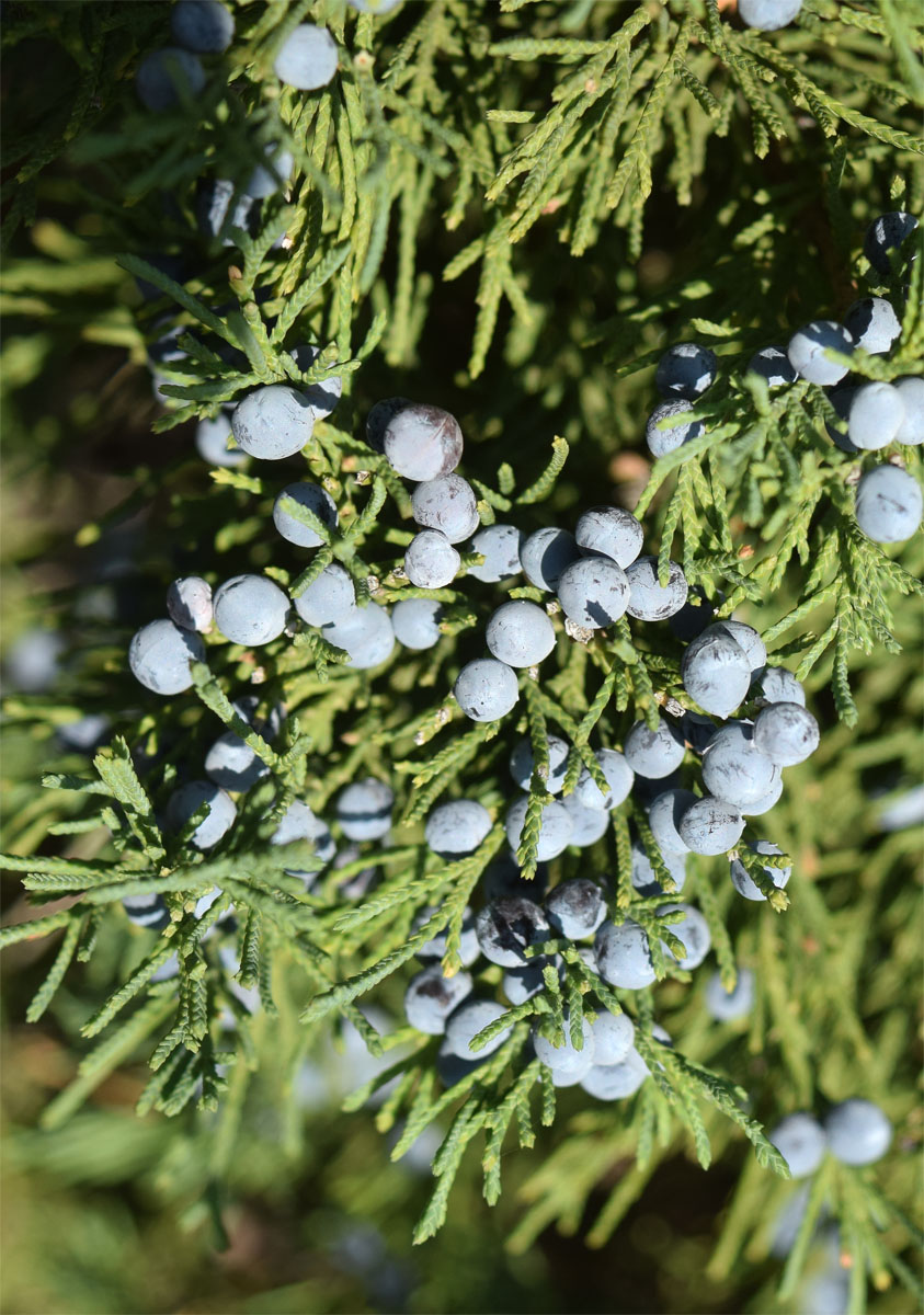 Image of Juniperus virginiana specimen.