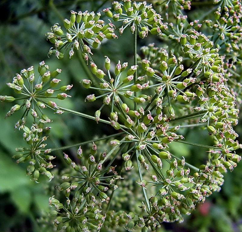 Image of Archangelica officinalis specimen.