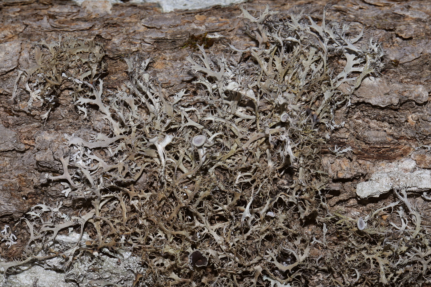 Image of Anaptychia ciliaris specimen.