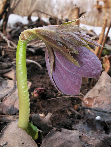 Изображение особи Helleborus purpurascens.