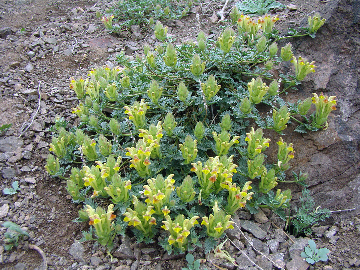 Изображение особи Scutellaria transiliensis.