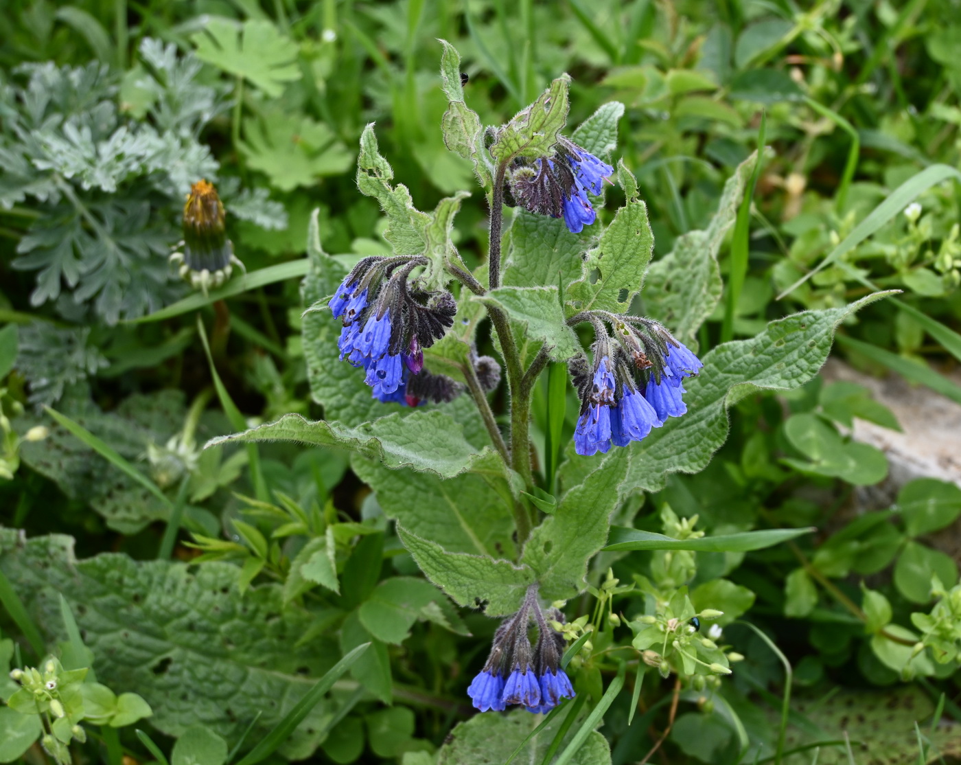 Изображение особи род Symphytum.