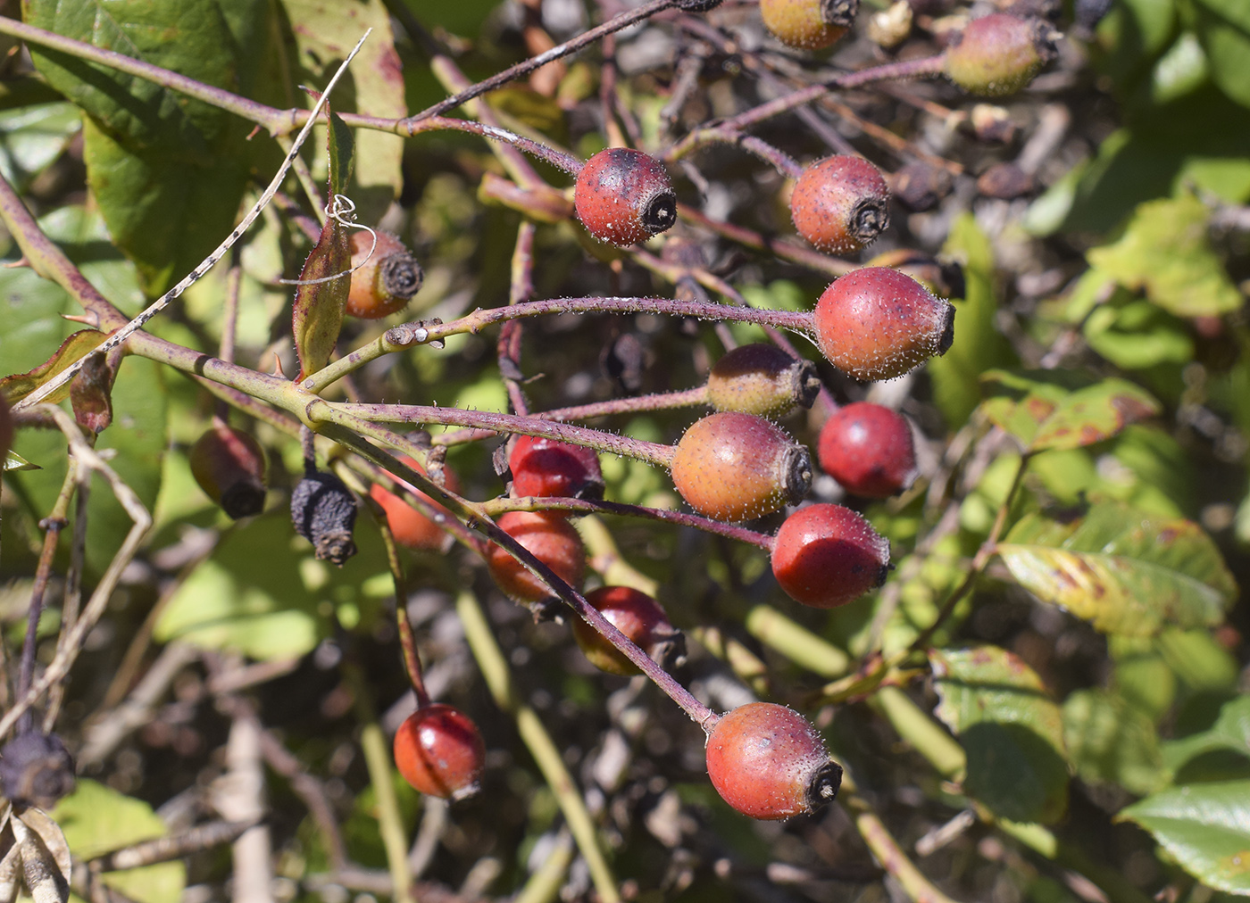Image of Rosa sempervirens specimen.