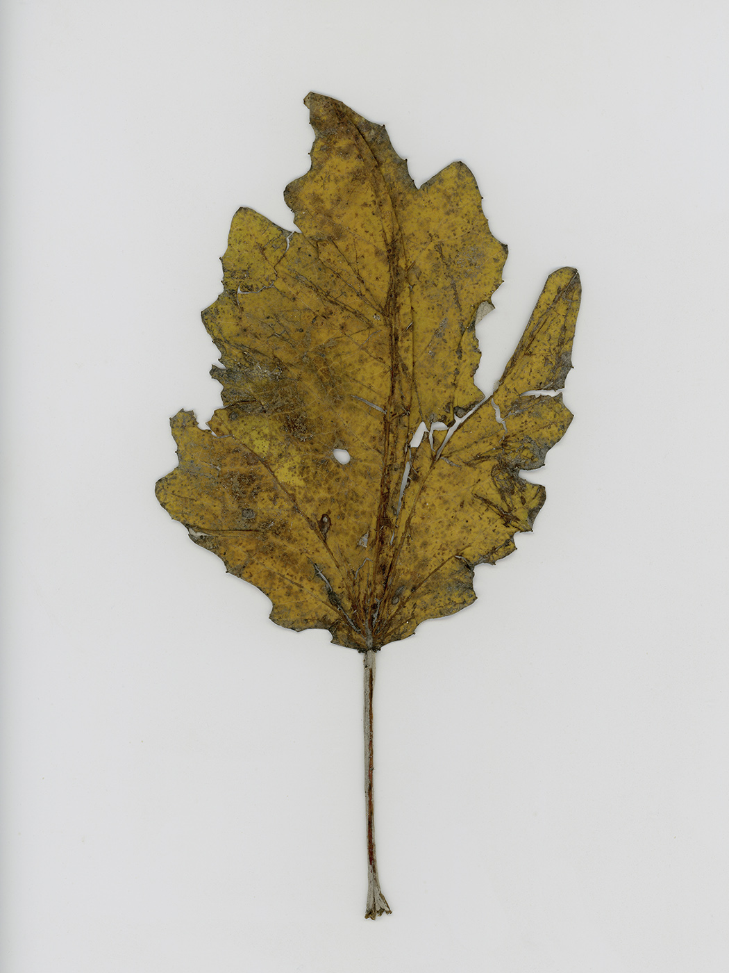 Image of genus Populus specimen.