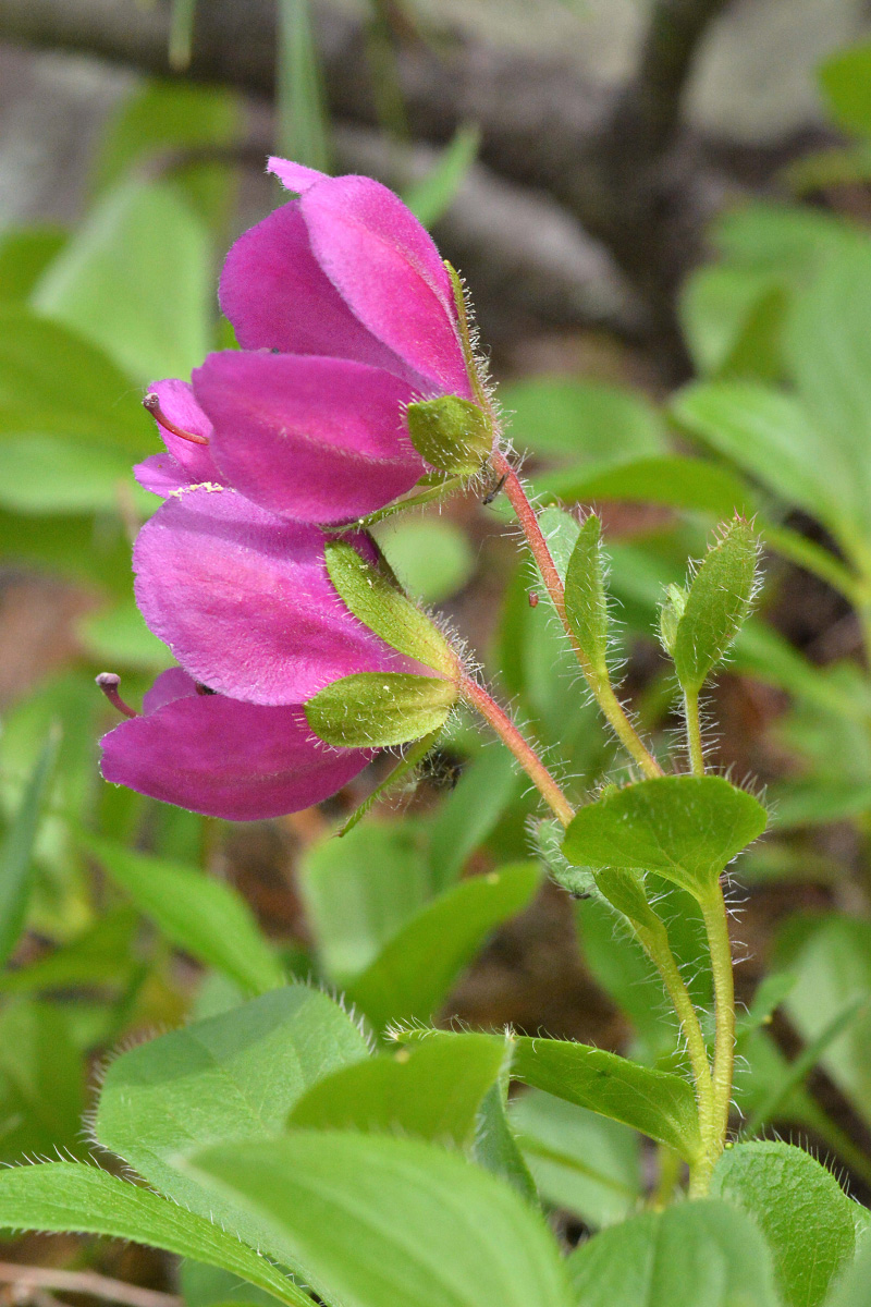 Image of Rhododendron camtschaticum specimen.
