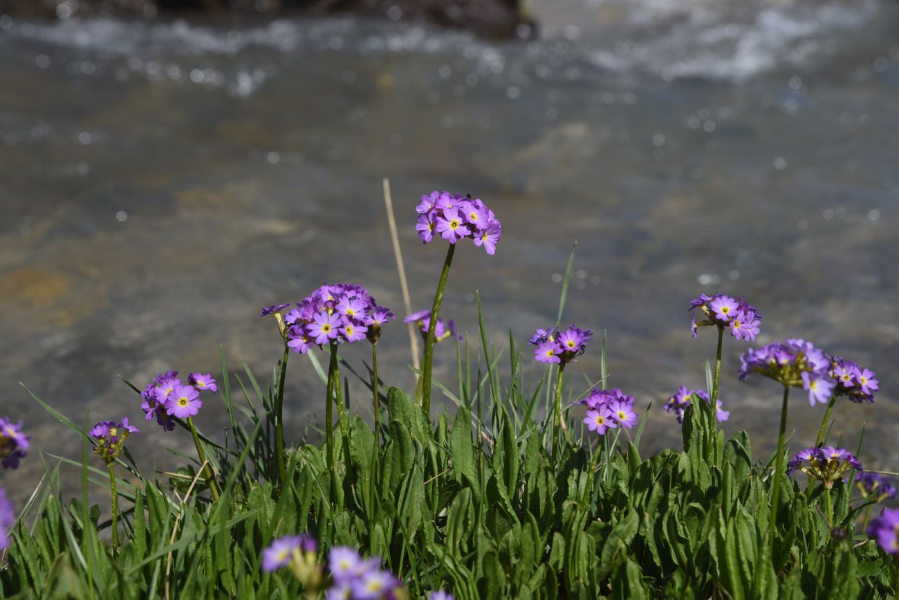 Изображение особи Primula auriculata.