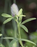 Trifolium rubens. Верхушка побега с нераспустившимся соцветием в каплях дождя. Испания, Каталония, пров. Жирона, комарка Ла-Гарроча, муниципалитет Ла-Валь-де-Бианья, луговина на высокой террасе горного ручья. 02.07.2020.