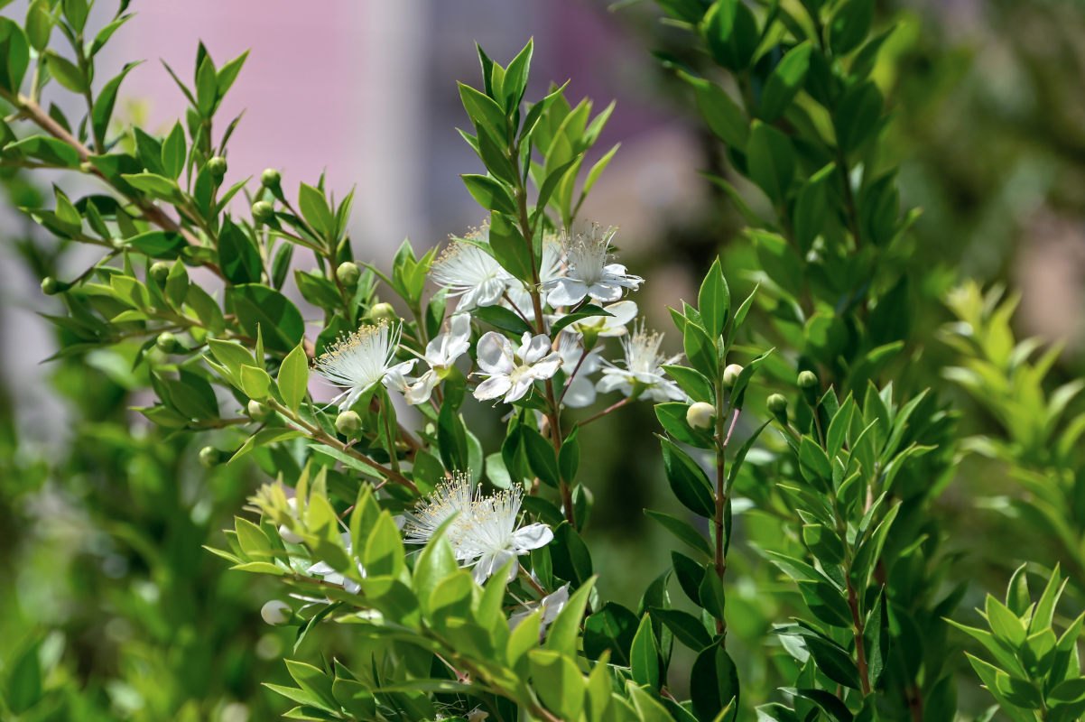 Изображение особи Myrtus communis.