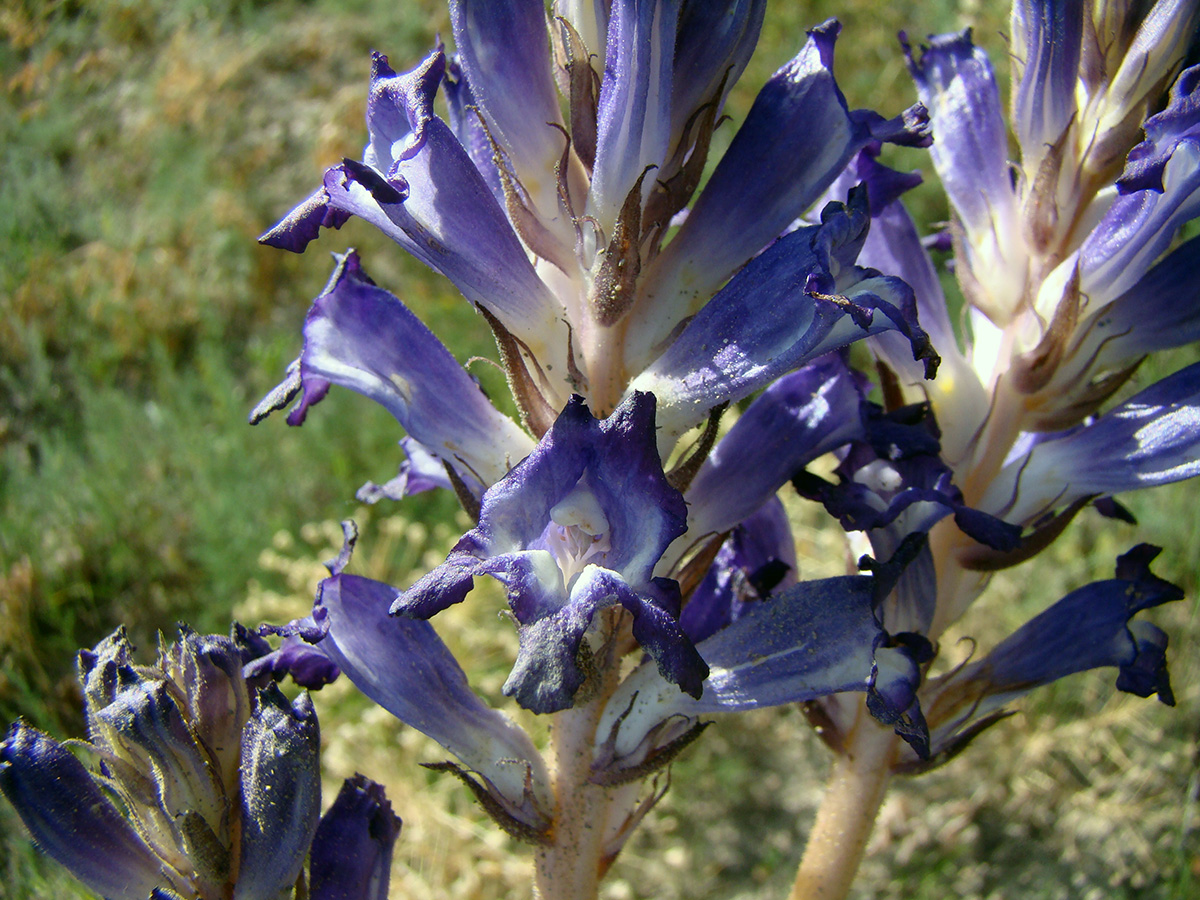 Изображение особи род Phelipanche.