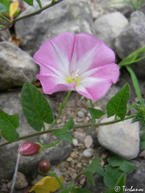 Изображение особи Convolvulus arvensis.