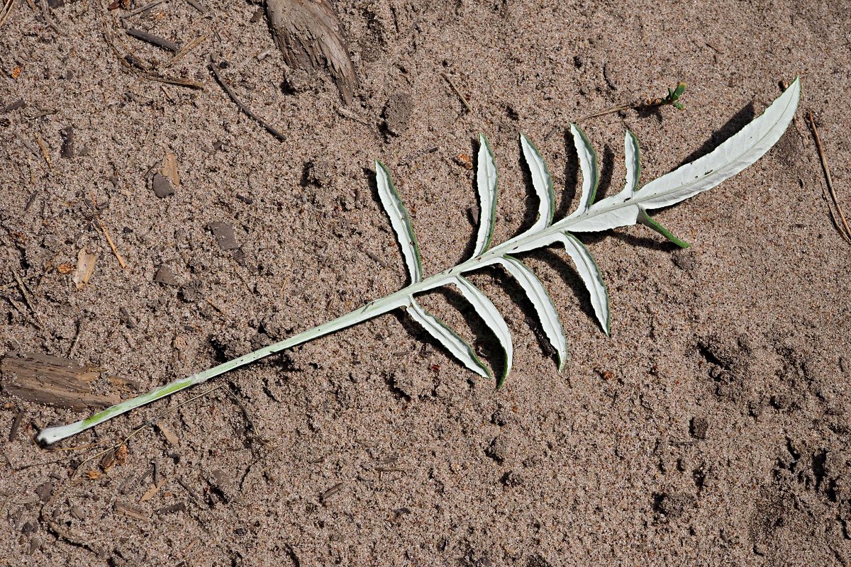 Image of Jurinea cyanoides specimen.