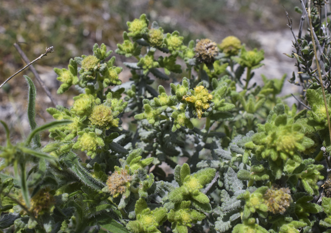 Image of Teucrium aureum specimen.