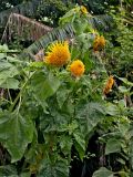 Helianthus annuus